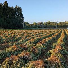 落花生の収穫手伝って下さい〈当日払い可〉の画像
