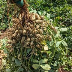 落花生の収穫手伝って下さい〈当日払い可〉