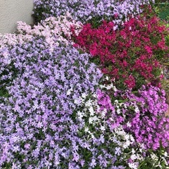 大量　芝桜の画像