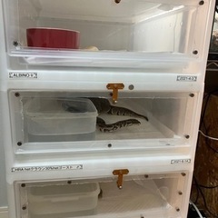 10月23日まで最終値下げ！自作！ボールパイソンゲージ