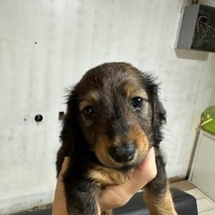 カニヘンダックスロング　8/1生まれ　総額15万