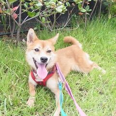 飼い主放棄でお母さんわんこと一緒に保健所に引き取られた女の子。人...