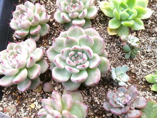 ミックスベリア　ブルーベリームーン　多肉植物　抜き苗