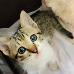 生後1ヶ月　抱っこ大好き❣️キジ白くん