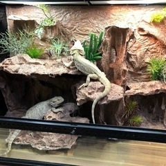 🦎グラステラリウム9045 爬虫類ケージフルセット🦎