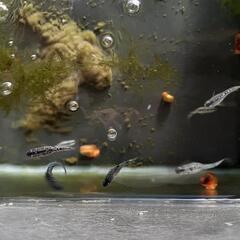 今日明日限定！ｸﾗｳﾄﾞｸﾞﾚ-ﾀﾞｲﾔめだか成魚30匹の画像