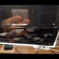 今日明日限定！ｸﾗｳﾄﾞｸﾞﾚ-ﾀﾞｲﾔめだか成魚30匹の画像