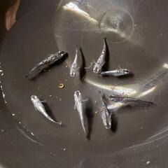 今日明日限定！ｸﾗｳﾄﾞｸﾞﾚ-ﾀﾞｲﾔめだか成魚30匹の画像