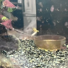 アベニーパファー