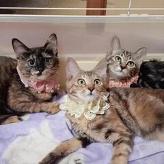 個性的な柄の3姉妹！人馴れ修行中💪