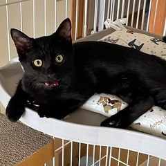 ❤️(トライアル中です)長くて真っ直ぐなしっぽの黒猫ちゃん