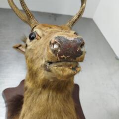 日本鹿のオブジェ　剥製　の画像