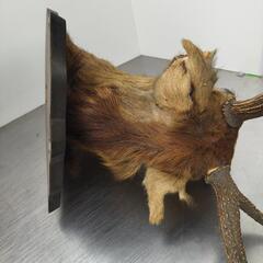 日本鹿のオブジェ　剥製　の画像