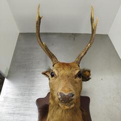 日本鹿のオブジェ　剥製　の画像