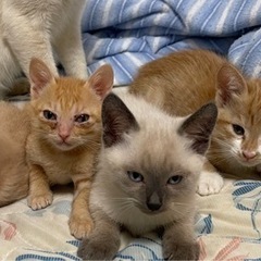 生後５０日前後の子猫。 - 菊池市