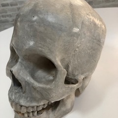 ドクロ、骸骨の模型？