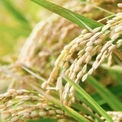 ?令和5年新米出来ました?ありがたいことに残りわずかです?