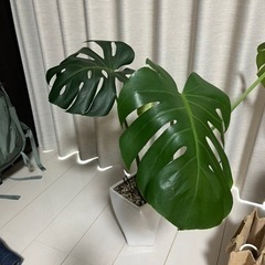 モンステラの画像
