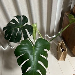 モンステラの画像