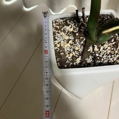 モンステラの画像