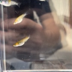 夜桜メダカの画像