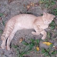 自宅で生んだ野良猫の子差し上げます!