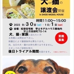 犬🐕or猫🐈　譲渡会　開催🎉