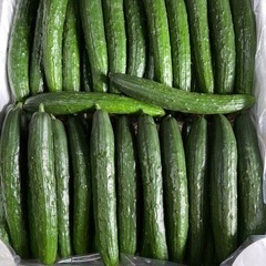 200朝収穫きゅうりです！値段、オープン価格です！量相談で、決め...