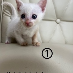 生後1ヶ月子猫4匹【家族が決まりました】