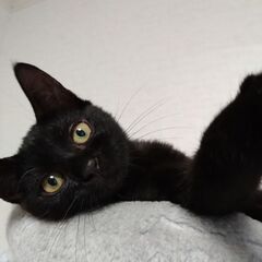 おちゃめな黒猫　福ちゃん💕