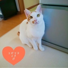 ピンクのお鼻がチャームポイント！エビマヨくん2才