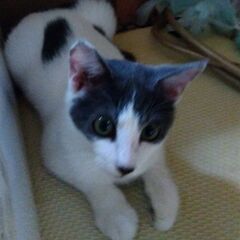 可愛がって下さる方を探しています