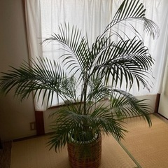 アレカヤシ　高さ170cmの画像