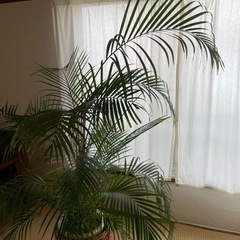 アレカヤシ　高さ170cmの画像