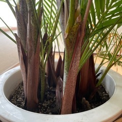 アレカヤシ　高さ170cmの画像