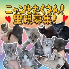 生後6ヶ月位　ママ猫2匹から産まれた8匹の子猫達【11月12日(...