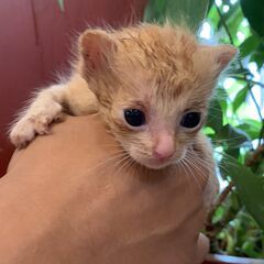 茶トラの子猫『わいき』ちゃんの画像