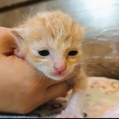 茶トラの子猫『わいき』ちゃん - 宮若市