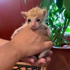 茶トラの子猫『わいき』ちゃん - 猫
