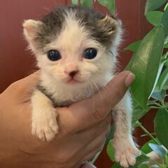 白黒ハチワレの『てる』ちゃん