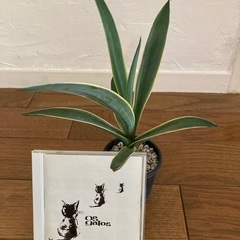 アガベベネゼエラの画像