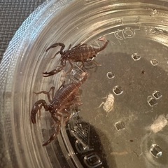 楽天市場】チャグロサソリ（1.5-2cm) : ネオス 楽天市場店
