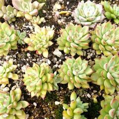 韓国苗　エケベリア　メビナ×ブラッドリー　　多肉植物　抜き苗