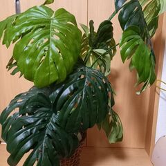 モンステラ　フェイクグリーン　人工観葉植物　インテリア