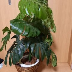 モンステラ　フェイクグリーン　人工観葉植物　インテリアの画像