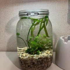 ボトルアクアリウム　ミナミヌマエビ稚エビ+ピンクラムズホーン稚貝
