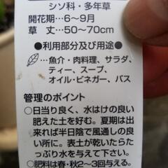 バジル　2鉢の画像