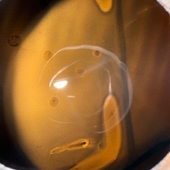 KSR110 kl110a 実働 自賠責付き ノジマ チタンマフラー (直接引き取り可能な方のみ)の画像