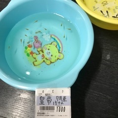 各種メダカ幼魚達の画像