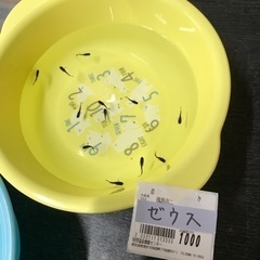 各種メダカ幼魚達